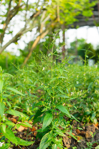 Nahaufnahme von Andrographis paniculata Blume im Naturgarten - Foto, Bild