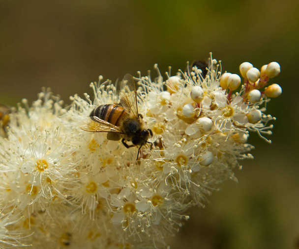 Biene auf Mädesüßblumen. Filipendula ulmaria, Spiraea ulmaria - Foto, Bild