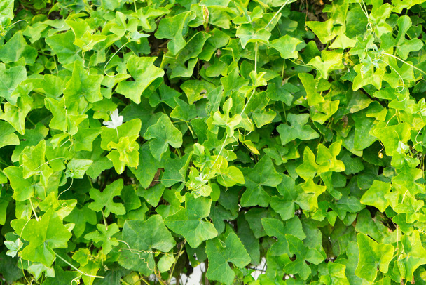 zöld levelek a kertben, természetes háttér - Fotó, kép