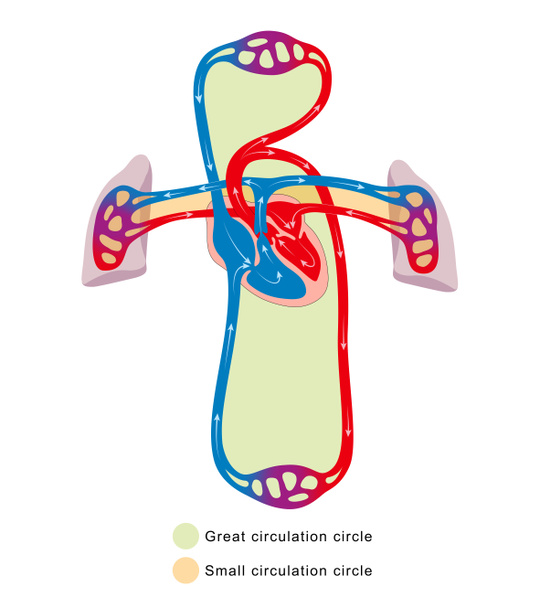 Sistema de circulación sanguínea. Gran círculo de circulación. Círculo de circulación pequeña - Foto, Imagen