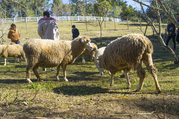 Çayır koyunları. Koyunlar yeşil çimlerin üzerinde. Bir koyun sürüsü.. - Fotoğraf, Görsel
