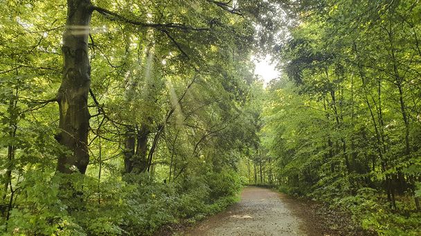 Sole che splende attraverso il baldacchino di una foresta su un sentiero forestale - Foto, immagini