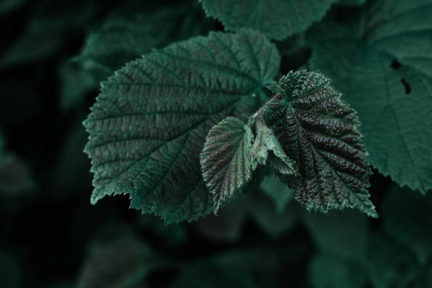 A closeup shot of a tree leaf texture - Zdjęcie, obraz