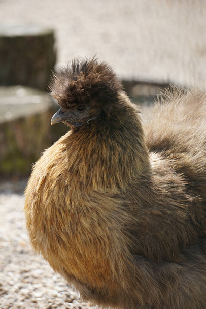 A close up shot of a fowl - Foto, afbeelding