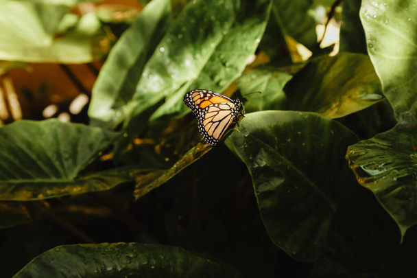 eine Nahaufnahme eines schönen Schmetterlings - Foto, Bild