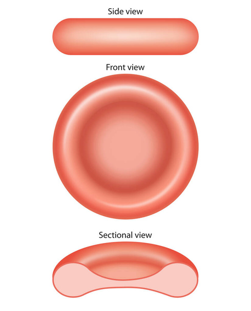 Három nézet a vörösvérsejt - Fotó, kép