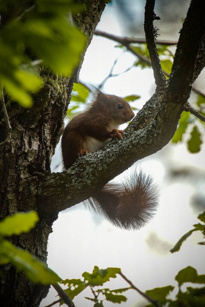 Wiewiórka w drzewie na lesie fontainebleau - Zdjęcie, obraz