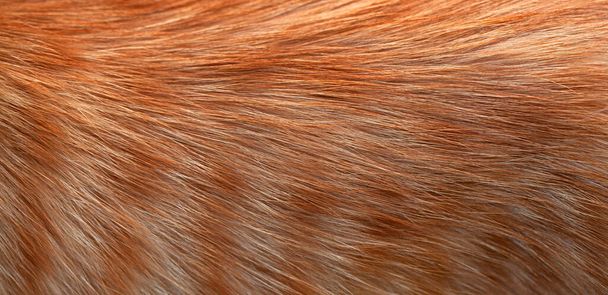 Close-up of ginger cat fur. Texture, background - Photo, Image