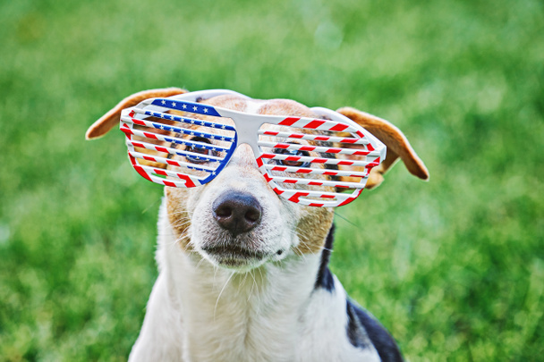 Testa di cane in grandi occhiali con stampa bandiera americana USA ritratto ravvicinato su erba verde. Festa dell'indipendenza, 4 luglio, Memorial Day, American Flag Day, Festa del lavoro - Foto, immagini
