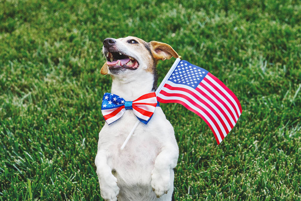 Amerikan bayraklı papyonlu, yeşil çimenlerin üzerinde Amerikan bayrağı taşıyan bir köpek kameraya bakıyor. Bağımsızlık Günü, 4 Temmuz, Anma Günü, Amerikan Bayrak Günü, İşçi Bayramı parti etkinliği - Fotoğraf, Görsel
