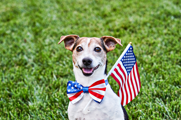 Dog sits in American flag bow tie with USA flag on green grass. Celebration of Independence day, 4th July, Memorial Day, American Flag Day, Labor day party event - Foto, Imagem