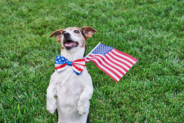 Perro posando en corbata de lazo de bandera americana con bandera de EE.UU. sobre hierba verde mirando a la cámara. Celebración del Día de la Independencia, 4 de julio, Día de los Caídos, Día de la Bandera Americana, Fiesta del Día del Trabajo - Foto, imagen