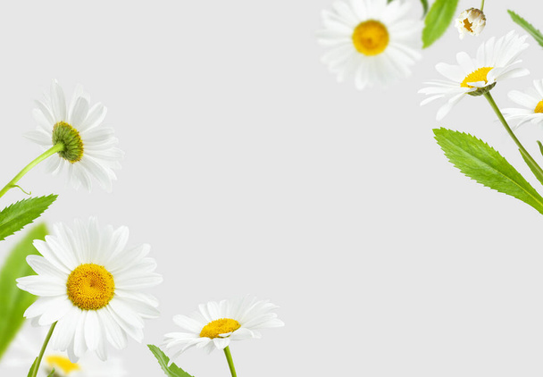 Flying chamomile flowers and green leaves isolated on light gray background. Composition of beautiful chamomile flowers, summer sunny flower. Medicinal plant. Floral background, pattern, blooming. - Photo, Image