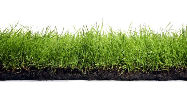 Soil with lush green grass on white background - Photo, Image