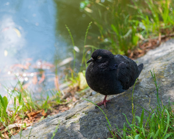 Taube auf dem Gras am Teich in der Stadt. Die Taube steht auf einem Bein. Die Taube ruht, Siesta - Foto, Bild