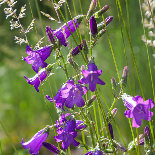 flores silvestres púrpuras en un campo y prado. verano día soleado - Foto, imagen