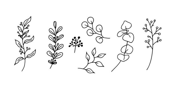 Eucalyptus doodle branch.Set of plants and tree branches with leaves and berries. Hand drawn botanical illustration. Black and white doodle vector image. - Vector, afbeelding