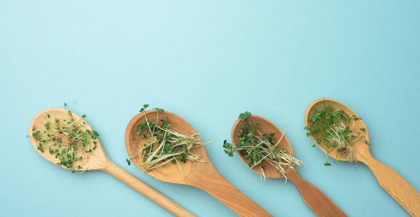 brotes verdes de chía, rúcula y mostaza en una cuchara de madera sobre un fondo azul, vista superior. Suplemento útil para alimentos que contienen vitaminas C, E y K, espacio para copiar - Foto, imagen