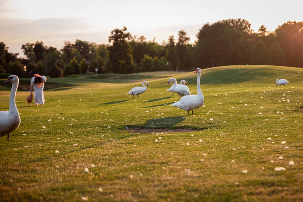 Swans on the green grass at sunset - Fotoğraf, Görsel