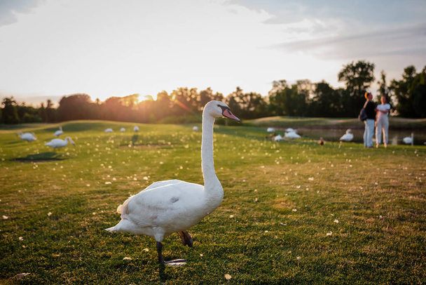 Swans on the green grass at sunset - Valokuva, kuva