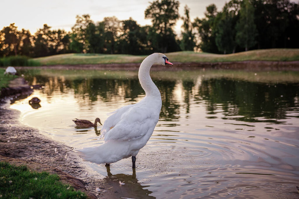 Swans on the green grass at sunset - Foto, Imagem