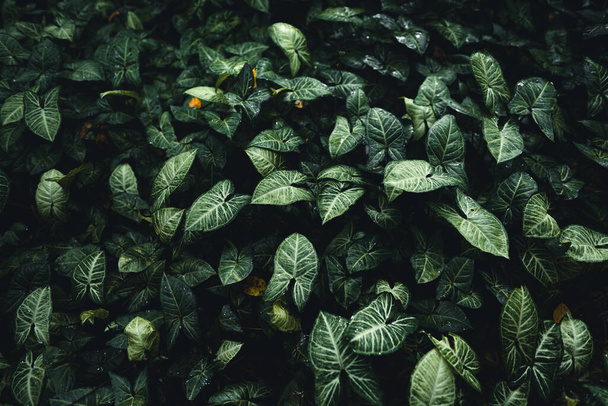 濃い緑の壁紙熱帯の葉の背景, - 写真・画像