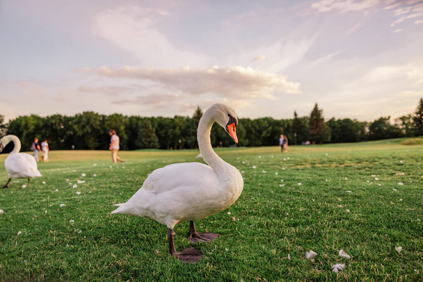 Swans on the green grass at sunset - Fotoğraf, Görsel