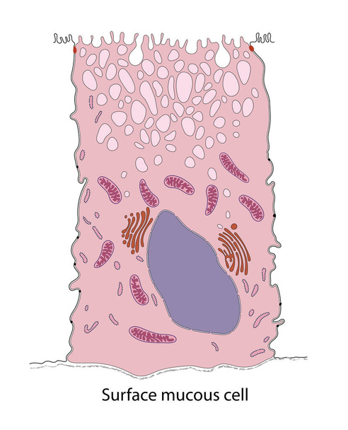 Diagrama de la célula mucosa superficial del estómago del murciélago - Foto, imagen