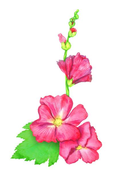Red Alcea rosea (common hollyhock, mallow flower) stem with green leaves and buds, isolated hand painted watercolor illustration design element for invitation, card, print, posters, patterns - Photo, Image