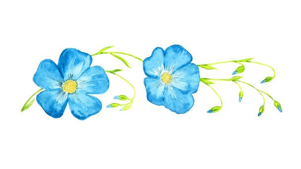 Linum perenne (lin vivace, lin bleu, peluche) fleurs bleues sur tiges vertes avec bourgeons, aquarelle peinte à la main isolée élément de conception pour invitation, carte, impression, affiches, motifs - Photo, image