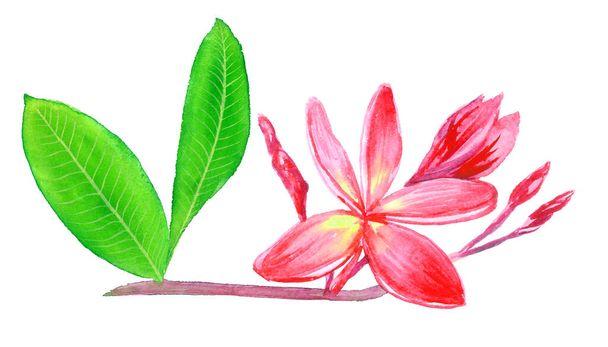 Plumeria rubra (acuminata, acutifolia, lutea, rangipani, red paucipan, red-jasmine, red frangipani, common frangipani, drzewo świątynne) gałązka, odizolowane ręcznie malowane ilustracja akwarela. element projektu - Zdjęcie, obraz