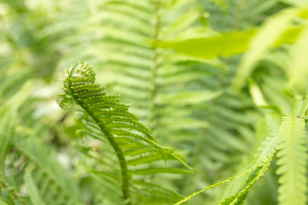 Νεαρά φύλλα φτέρης. Φυσικό πράσινο φόντο φυτό. Κάθετη - Φωτογραφία, εικόνα