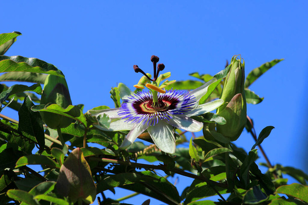 Όμορφο λουλούδι του φαρμακευτικού passionflower. - Φωτογραφία, εικόνα