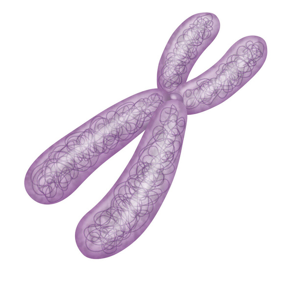 Chromosoom geïsoleerd op witte achtergrond - Foto, afbeelding