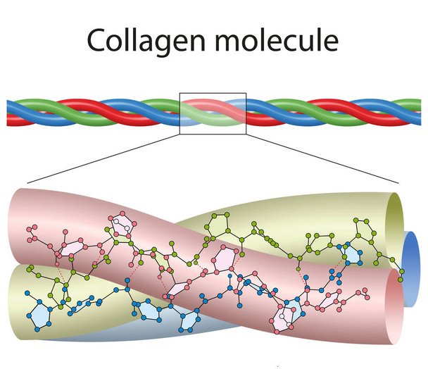 Невелика частина колагену, кольорова для виділення трьох ланцюжків
 - Фото, зображення