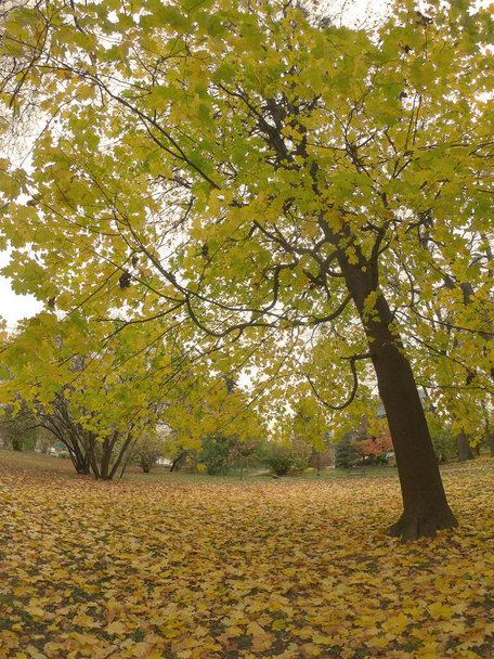 秋には公園内に紅葉が見られます。木の近くの地面に黄色の葉。秋の風景。魚眼レンズ. - 写真・画像