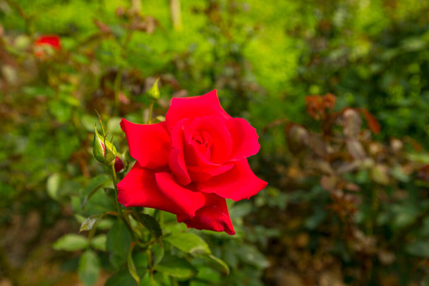 piękne róże rosnące w ogrodzie, tło letnie, zbliżenie  - Zdjęcie, obraz