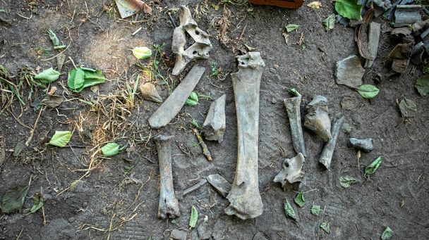 restos de pueblos antiguos en el territorio de excavaciones arqueológicas - Foto, imagen
