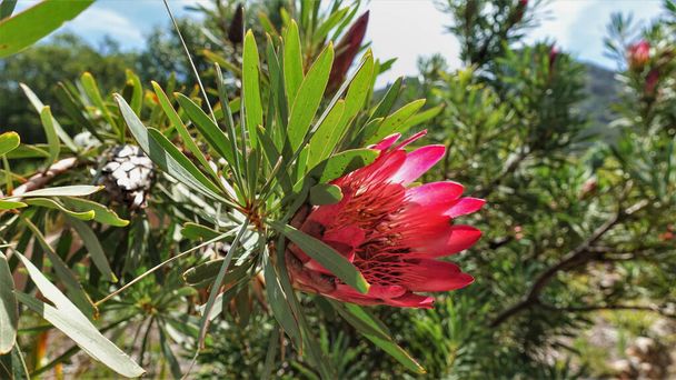 Bright scarlet blooming protea. A flower with pointed petals and many stamens. Green oval leaves on a branch. Soft background. Cape Town. South Africa - Photo, Image