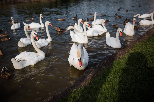 White swan flock. Swans in water. White swans. Beautiful white swans floating on the water. swans in search of food. selective focus. - Photo, image