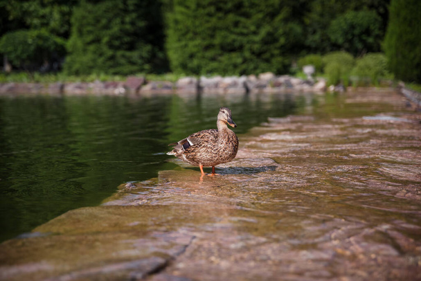 Mallard duckling on the riverbank - Foto, imagen