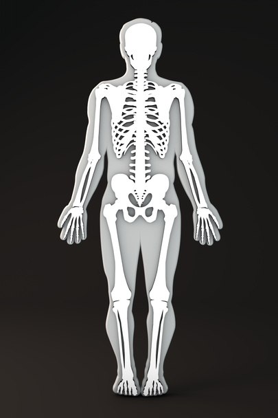 Sección de esqueleto
 - Foto, Imagen