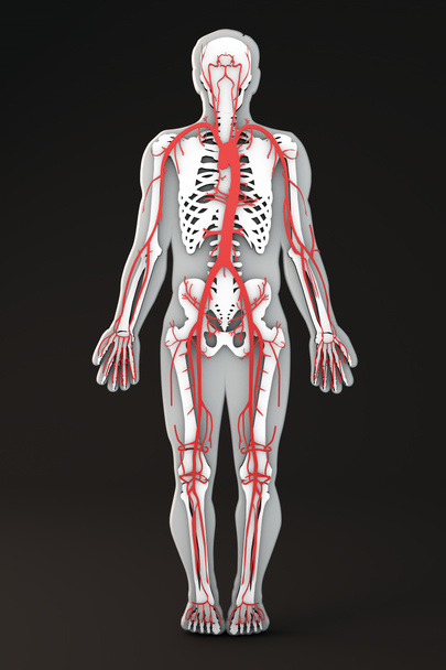 Arteryel dolaşım sistemi - Fotoğraf, Görsel