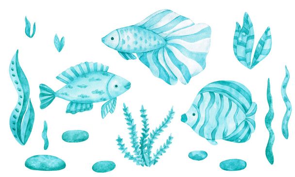 Watercolor set with fish and algae. A cute image in monochrome azure, blue, green colors isolated on a white background - Foto, Imagem