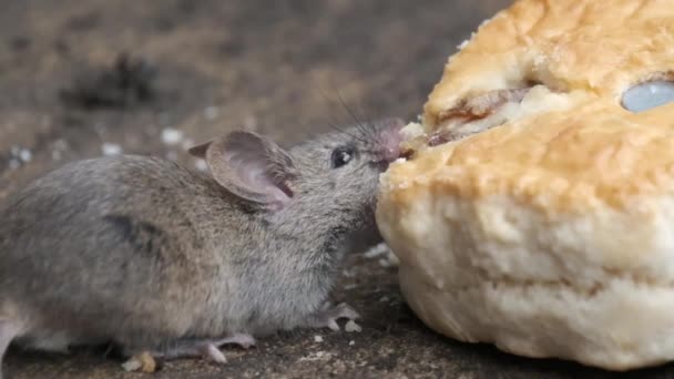 家のマウスはロデティアの小さな哺乳動物であり、特徴的には尖った鼻先、大きな丸みを帯びた耳、長い毛のある尾を持っている。これはMus属の中で最も豊富な種の一つである。 - 映像、動画