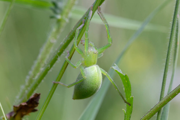 Hembra de araña cazador verde (Micrommata virescens) de cerca. Micrommata virescens es una especie de araña araneomorfa de la familia Sparassidae.. - Foto, imagen
