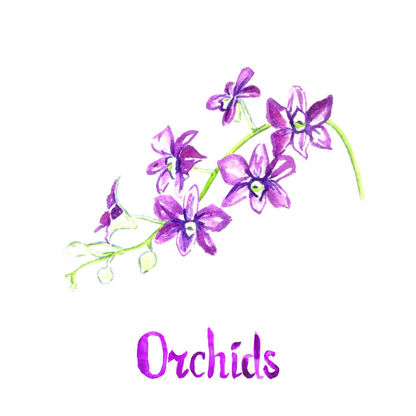 Dendrobium Orchideen Blumen isoliert auf weißer Hand gemalte Aquarell-Illustration mit handschriftlicher Inschrift - Foto, Bild