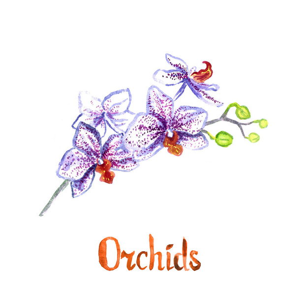 Цветы орхидеи Фаленопсис, выделенные на белой ручной акварельной иллюстрации с рукописной надписью - Фото, изображение
