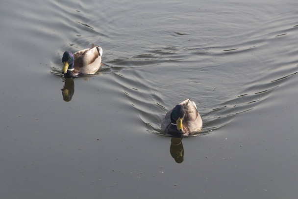 Two male mallard ducks swimming on a river - 写真・画像