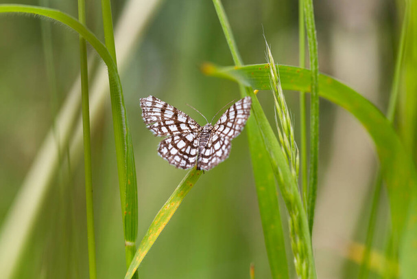 Chiasmia clathrata é uma espécie de mariposa do gênero "Chiasmia", pertencente à família Geometridae. Close up sobre as belas cores quadriculadas de Latticed Heath, Chiasmia clathrata em um fundo verde - Foto, Imagem